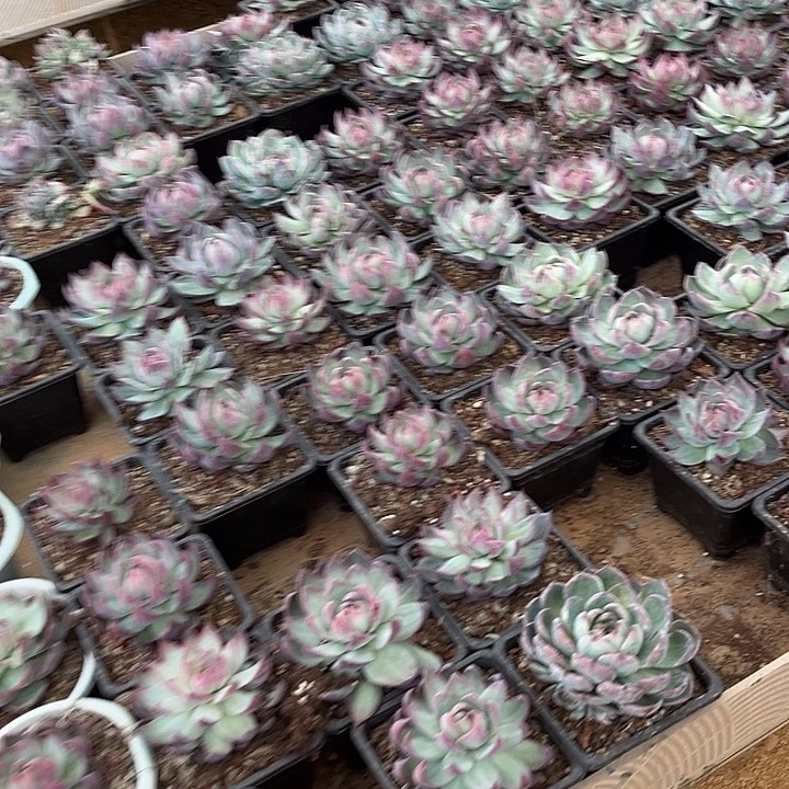 惊鸿仙子16.98多肉植物