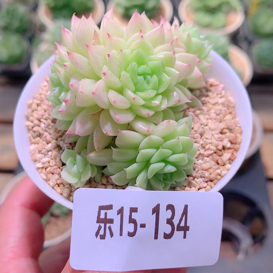 乐然15-134 麦秆群