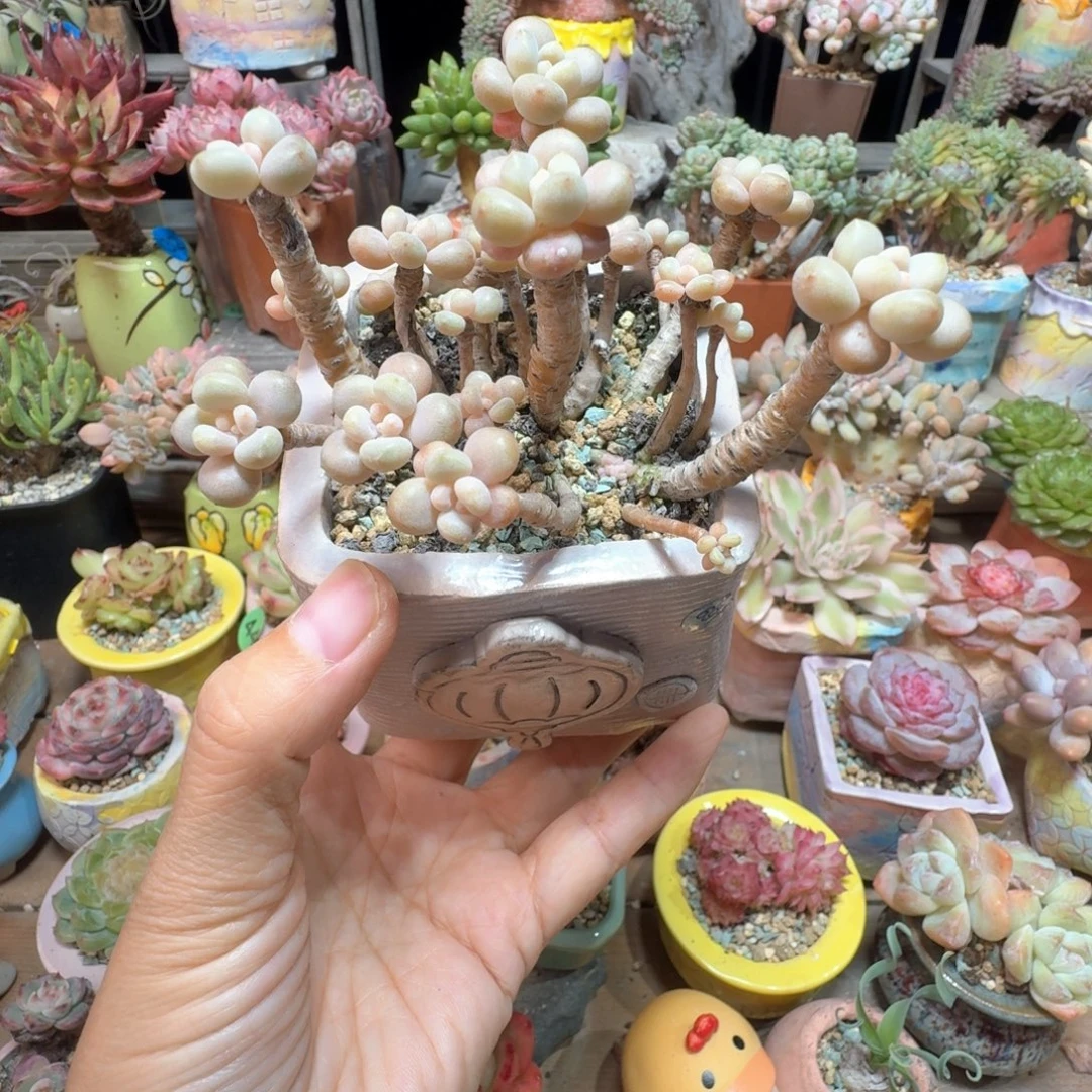 鱼子酱 多肉含盆土 一物一拍
