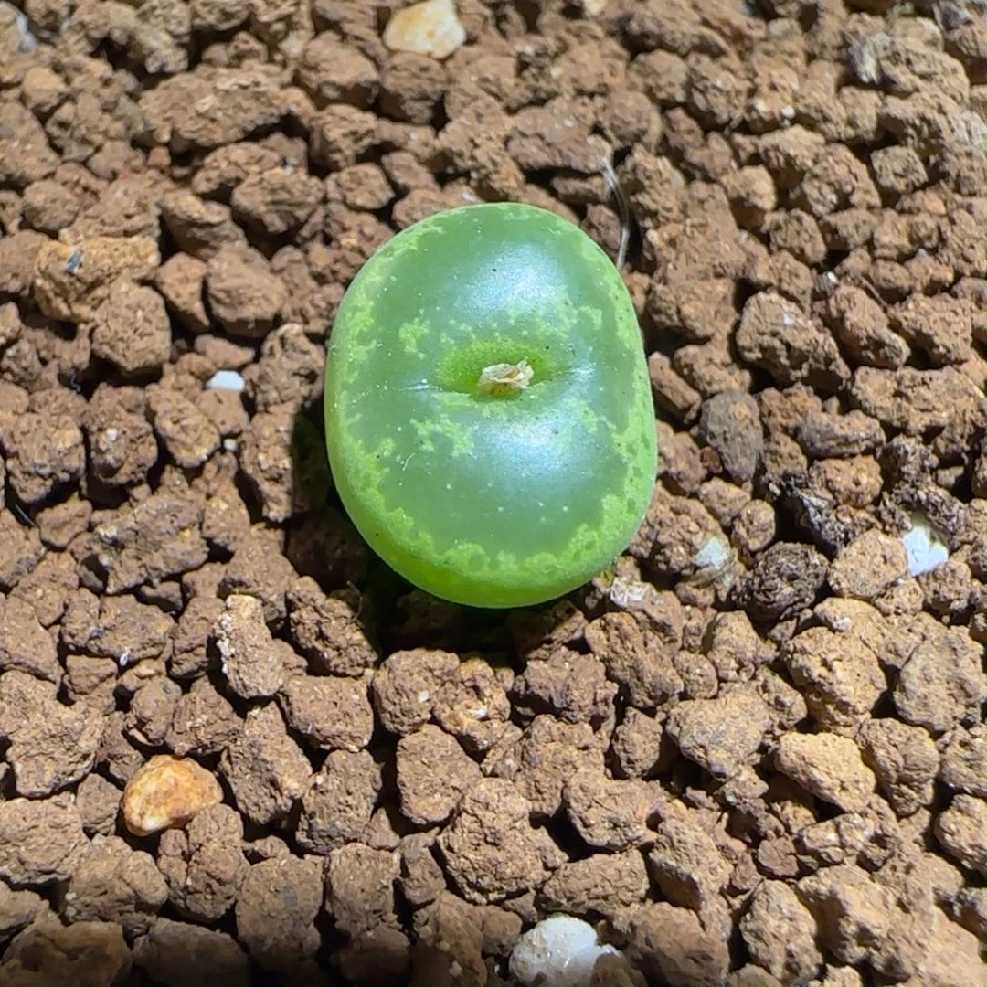 肉锥多肉植物组合-绿流苏1761