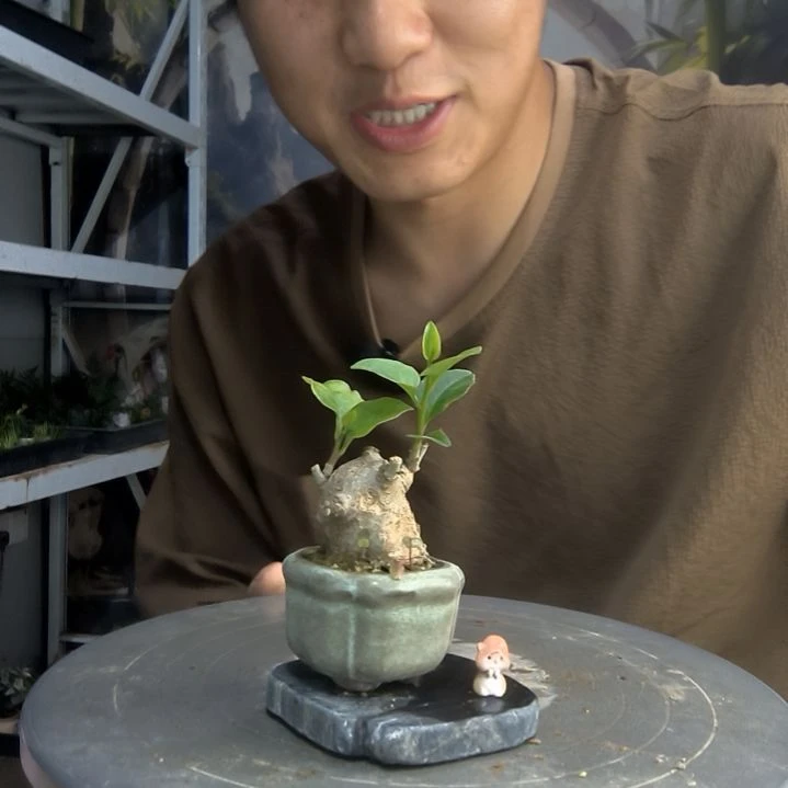 M**o中青园艺一物一拍9