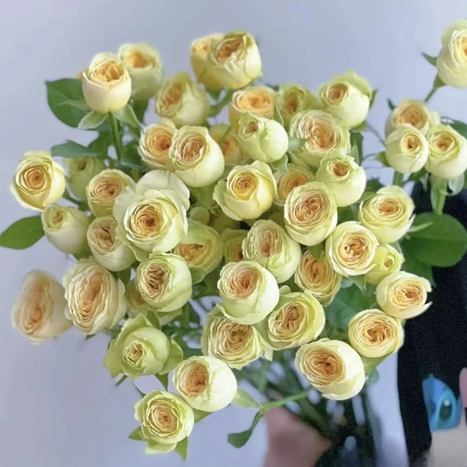多头玫瑰-牛油果10枝【1单包邮】云南鲜花