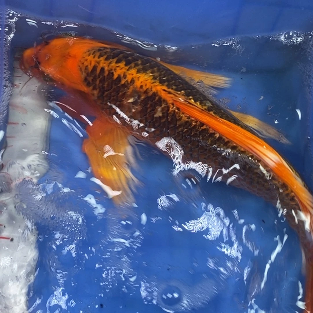 锦鲤冷水金龙包邮