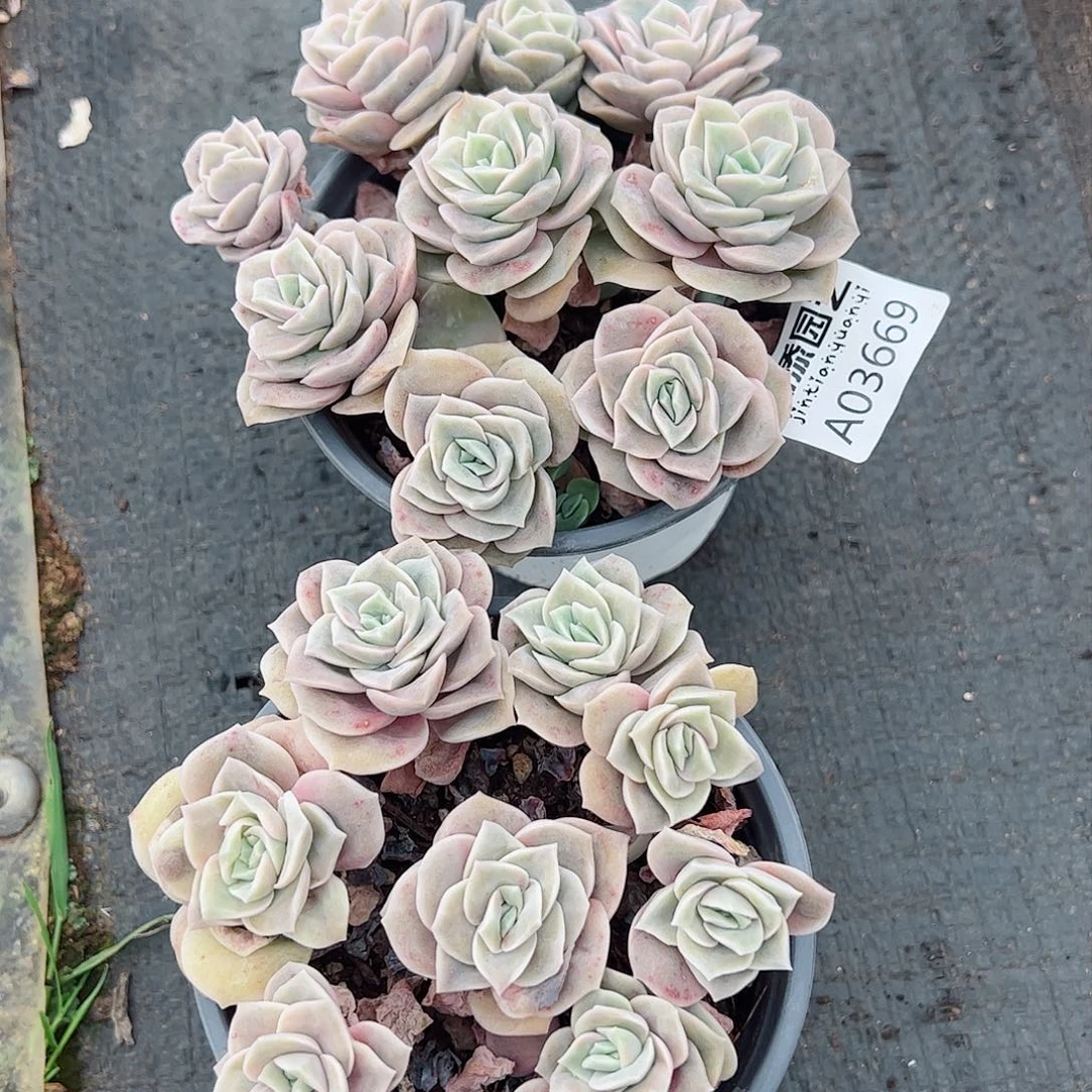 可爱玫瑰两盆带盆土