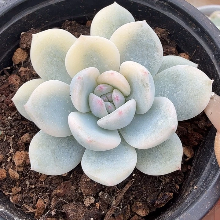 橙梦露锦可以变大锦边