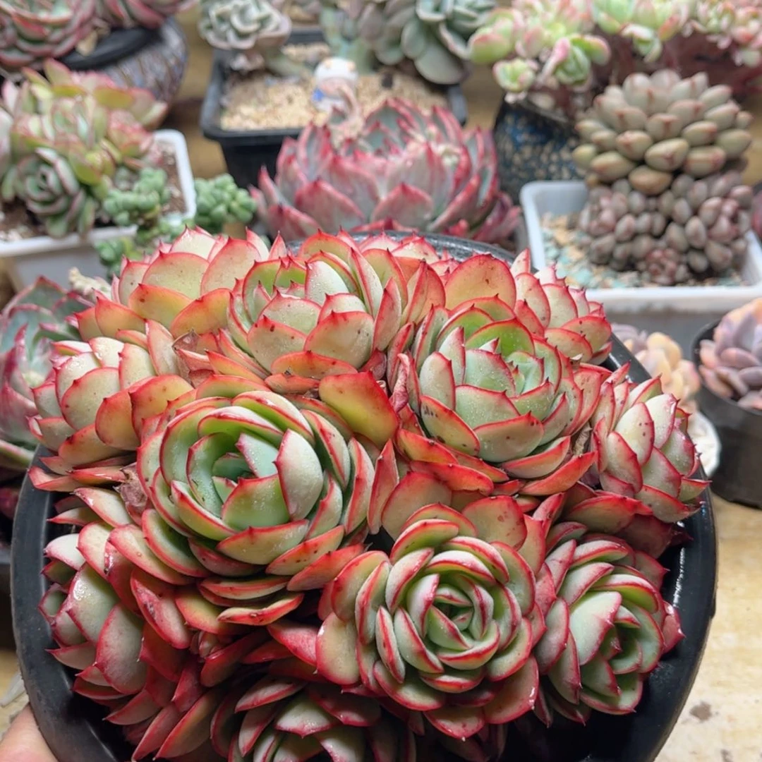 【闪购商品】丫*765牡丹亭