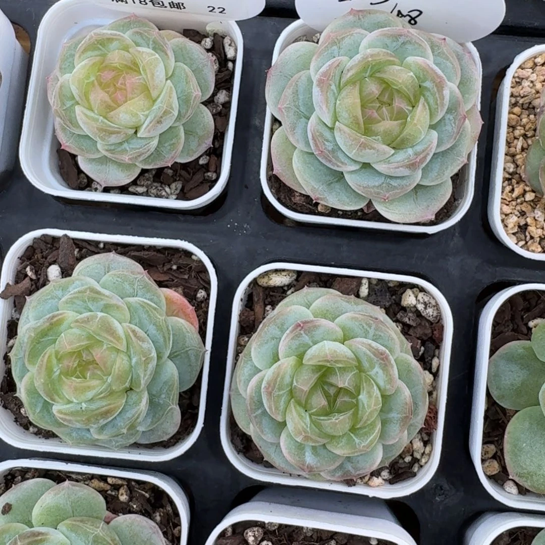 1014-22-宜修单头量拍