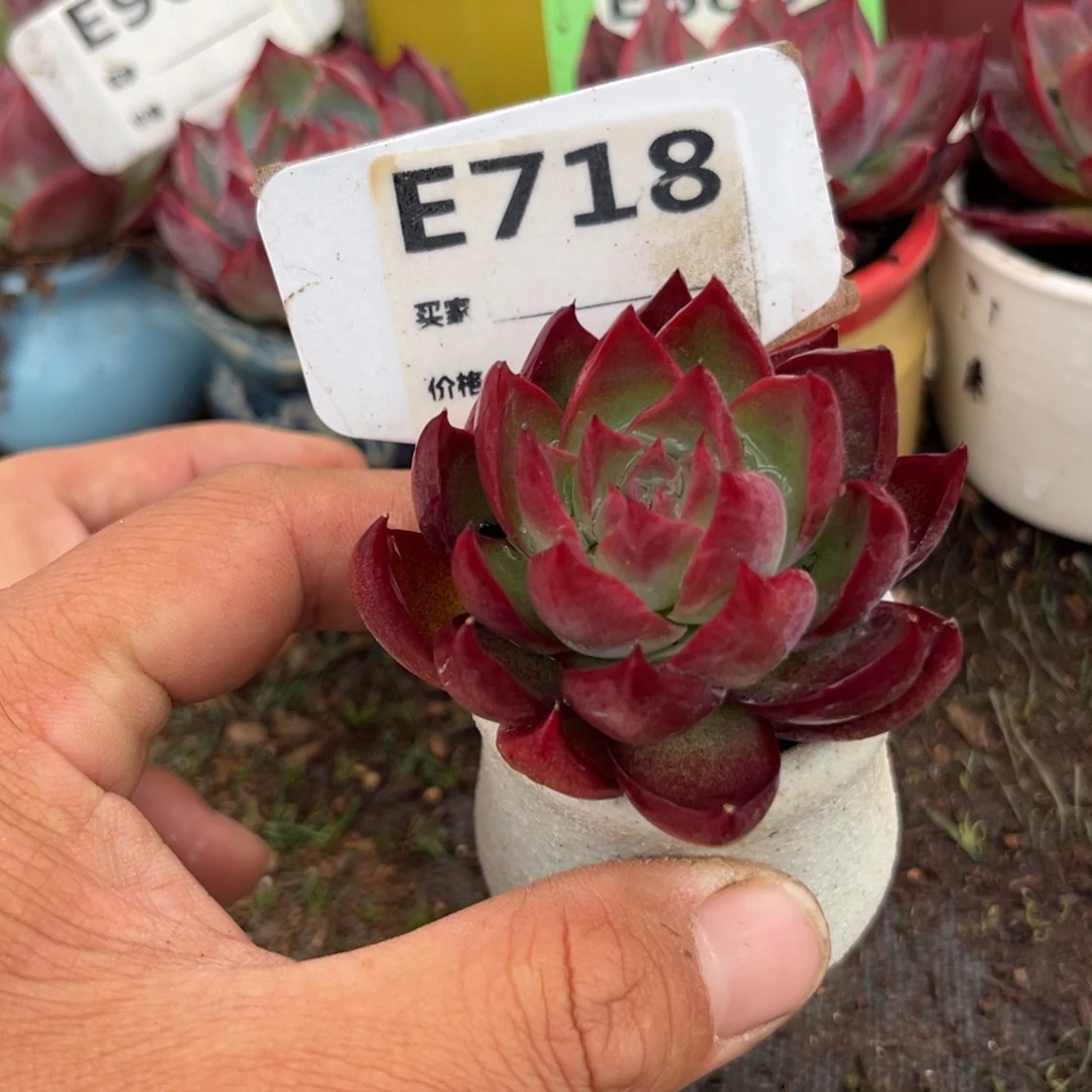 惊鸿一瞥718好多肉