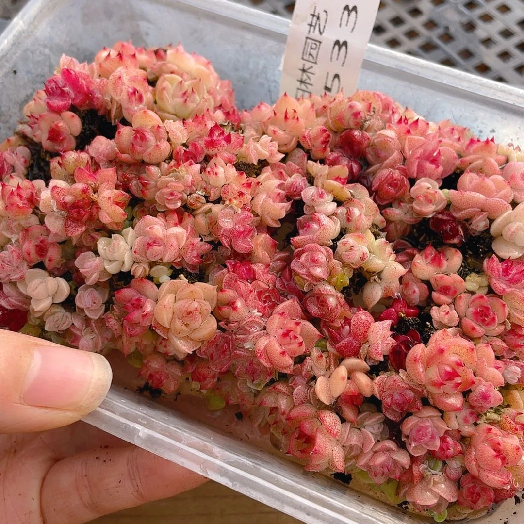 多肉植物多肉植物533