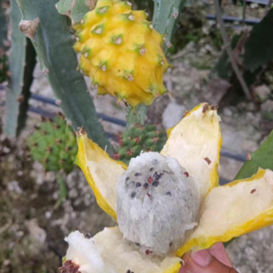 顺丰京东送货上门-海南树上熟燕窝果拍3斤发4斤