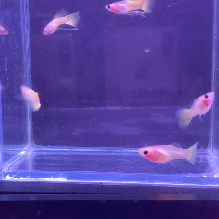 孔雀鱼黄金玻璃猫6条