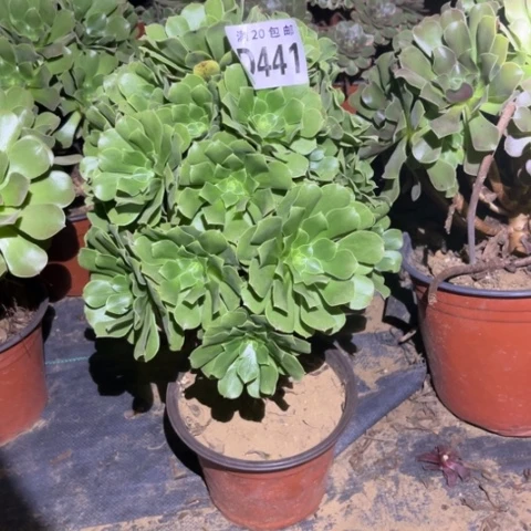 441绿羊绒不包断枝