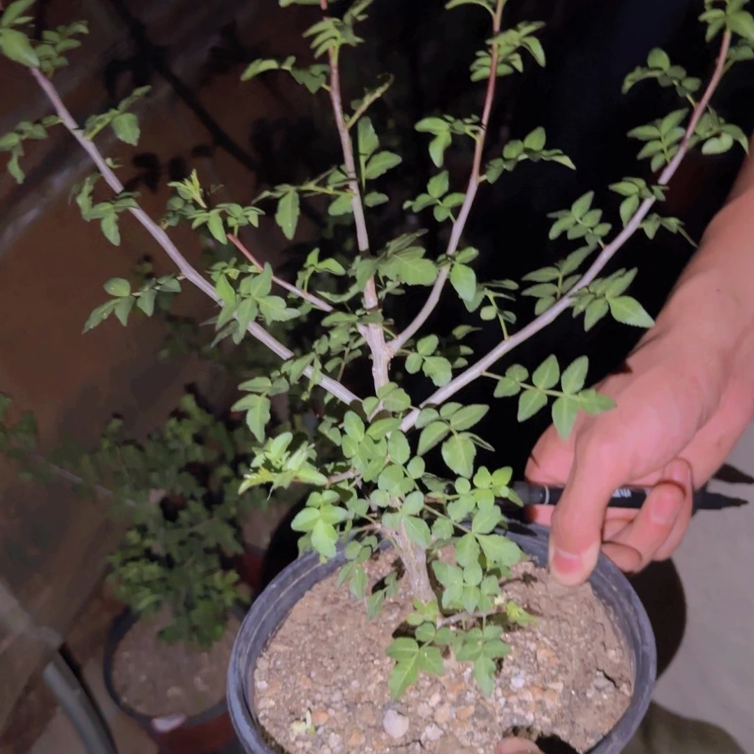 C***.块根植物块根植物