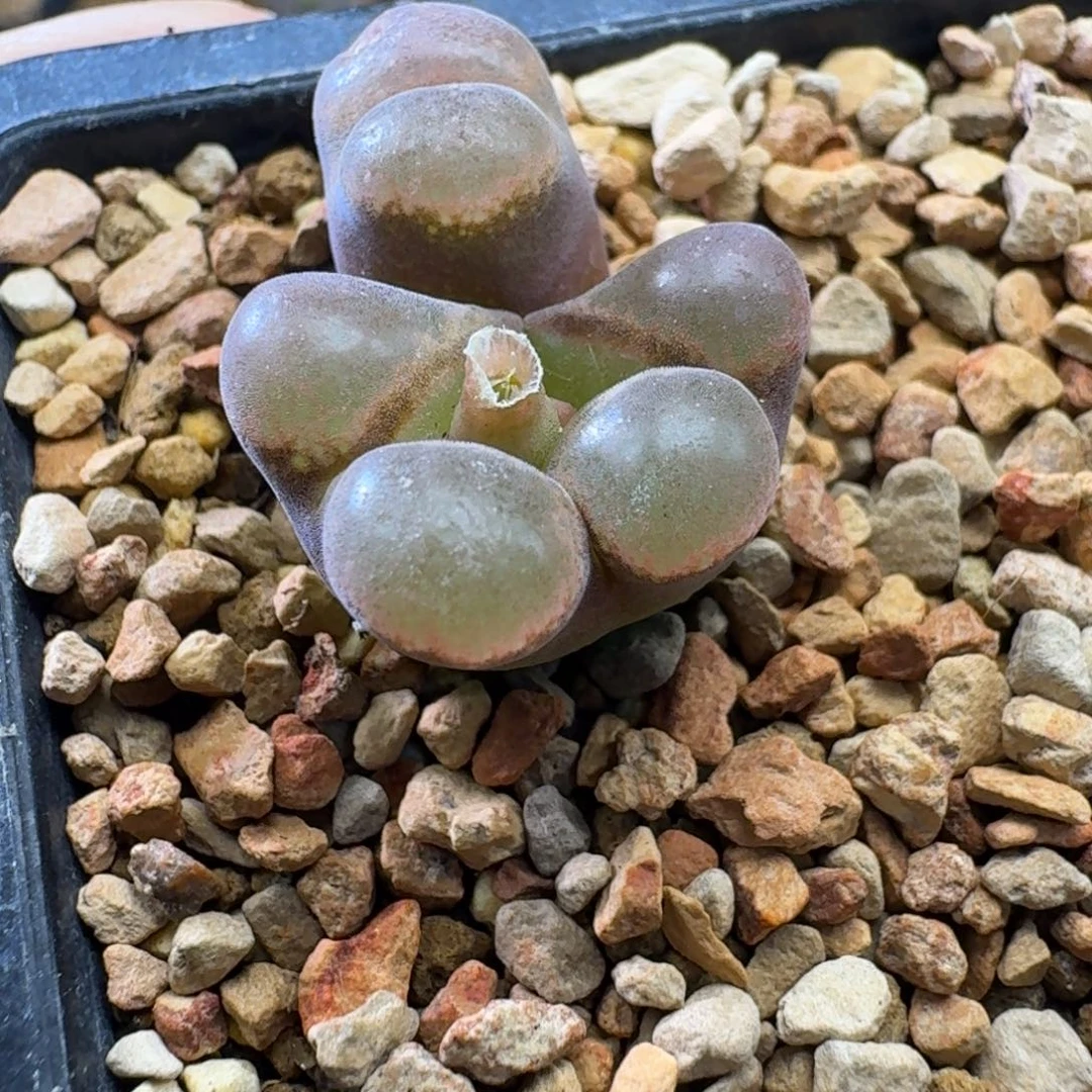 云缦精品番杏11.41 帕法德怪