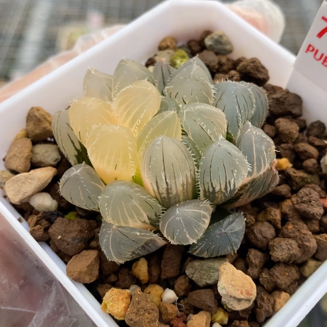 700号实生玉露锦带盆