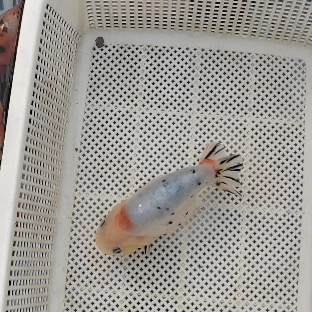 海水鱼兰寿精选观赏鱼冷水