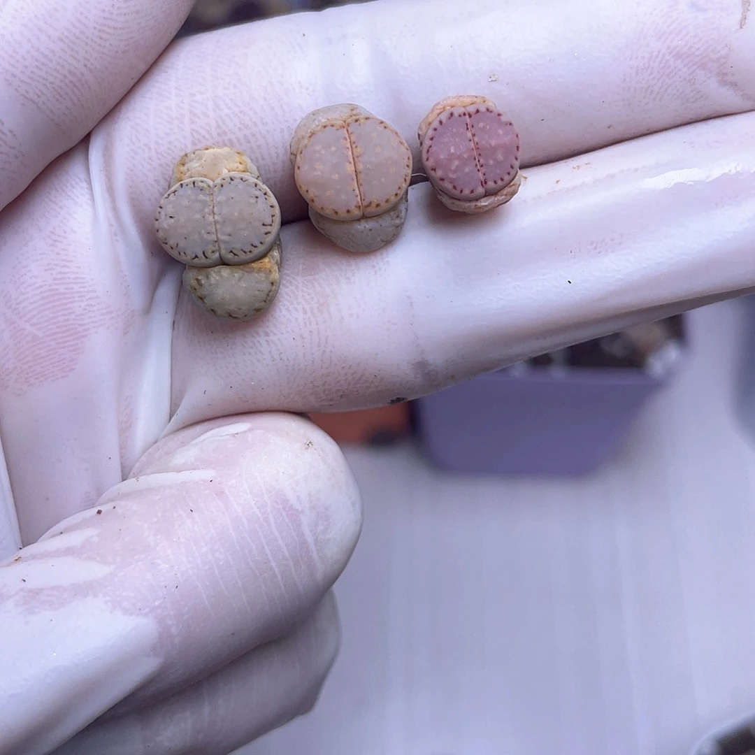 春*46 饼干………………