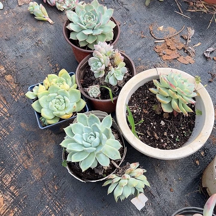 刘***雨多肉植物实物直播实物88