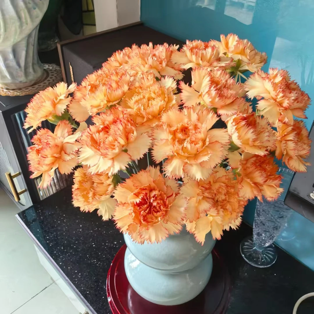 狂欢康乃馨 云南基地现采现发