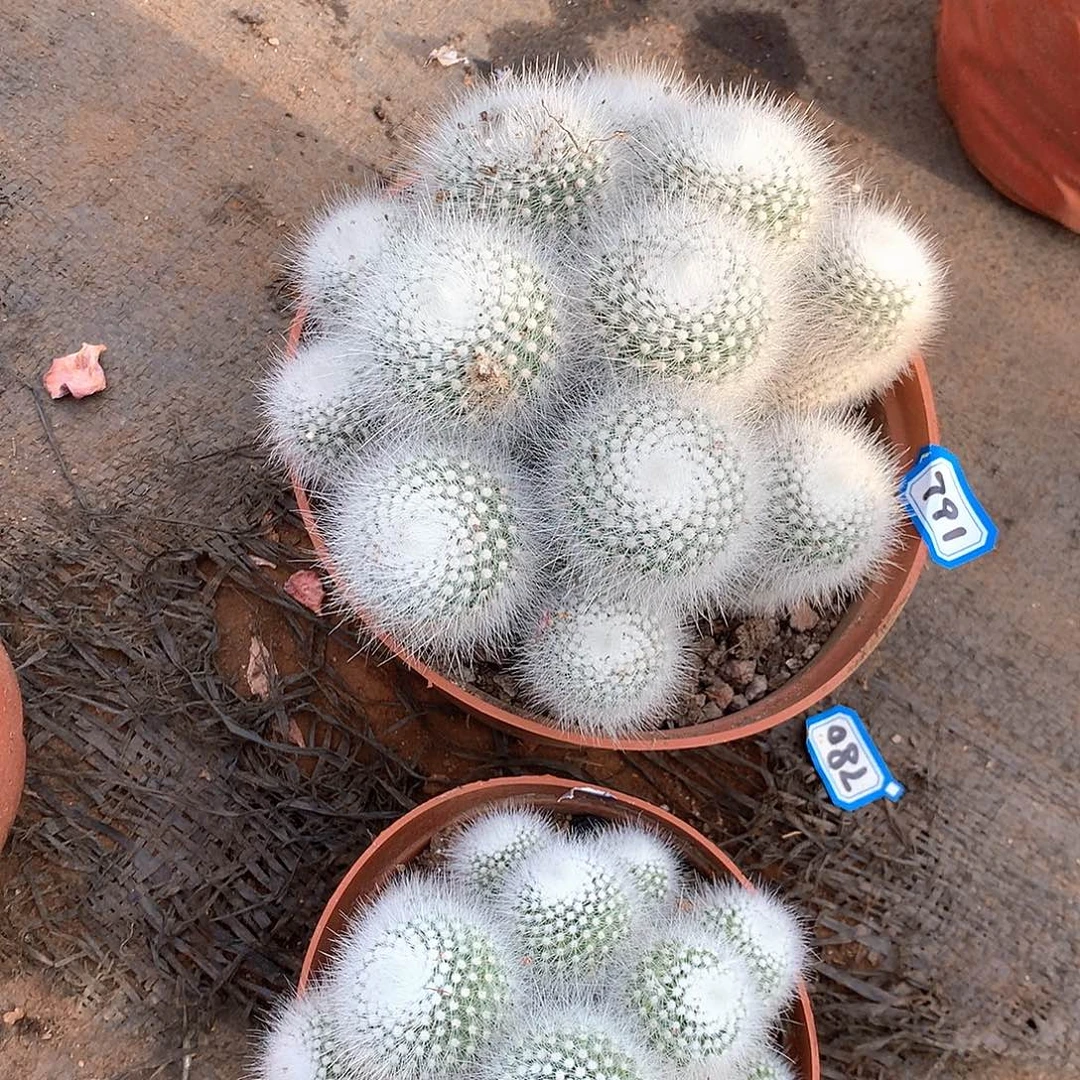 781白小丁一物一拍多肉