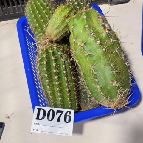 瑕疵的毛花柱d 076