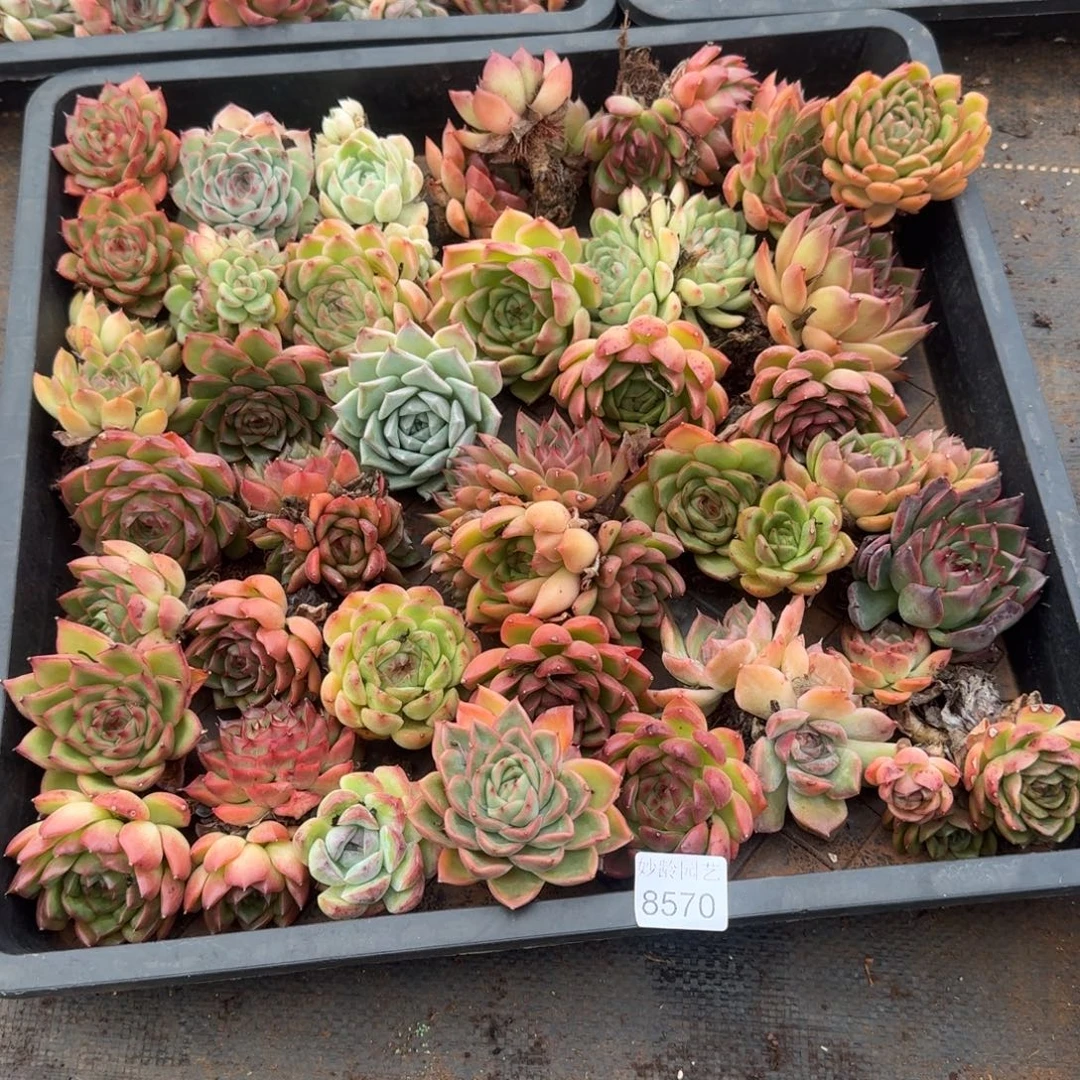 m***i8570瑕疵不售后框拍特价处理