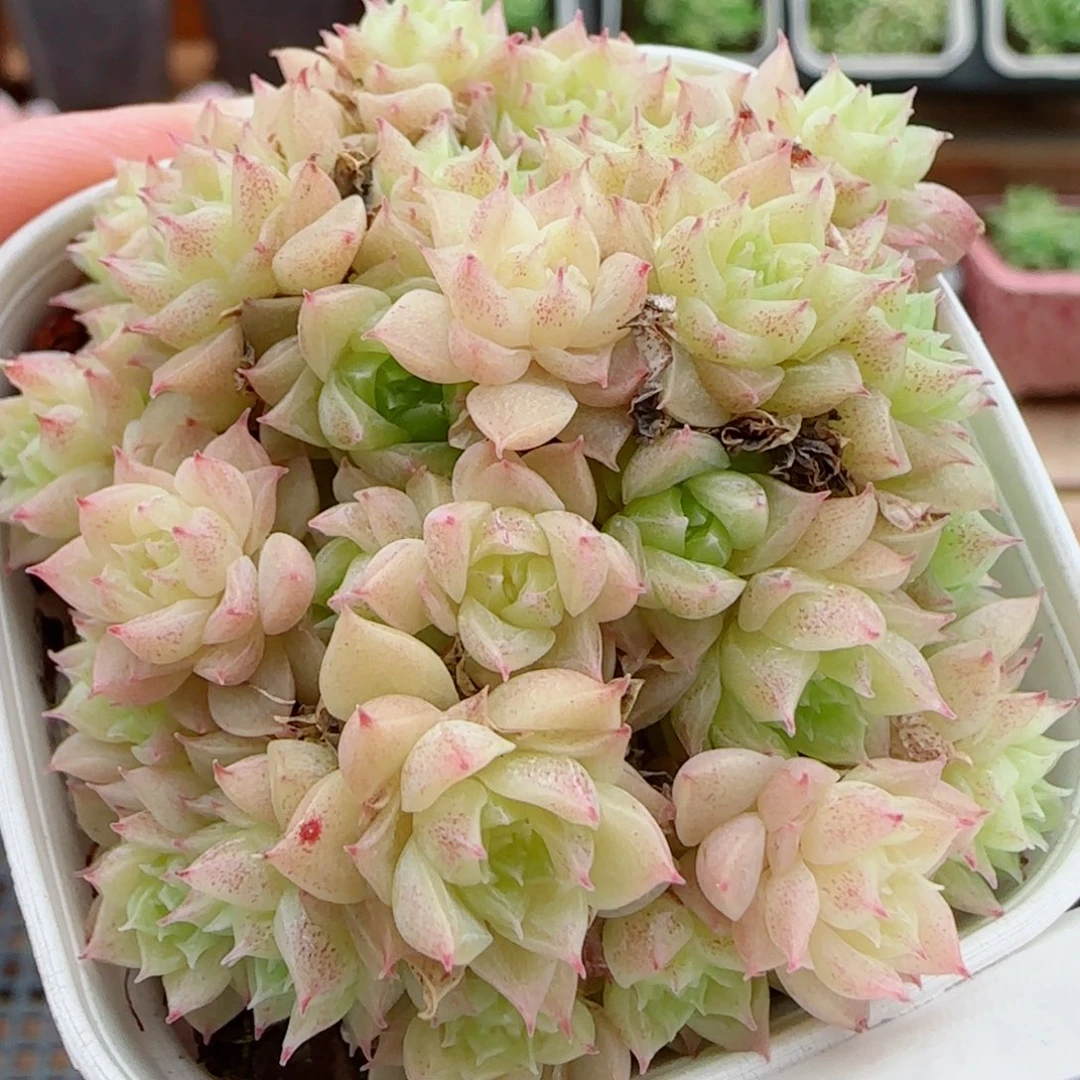 花语逸镜0923-112散