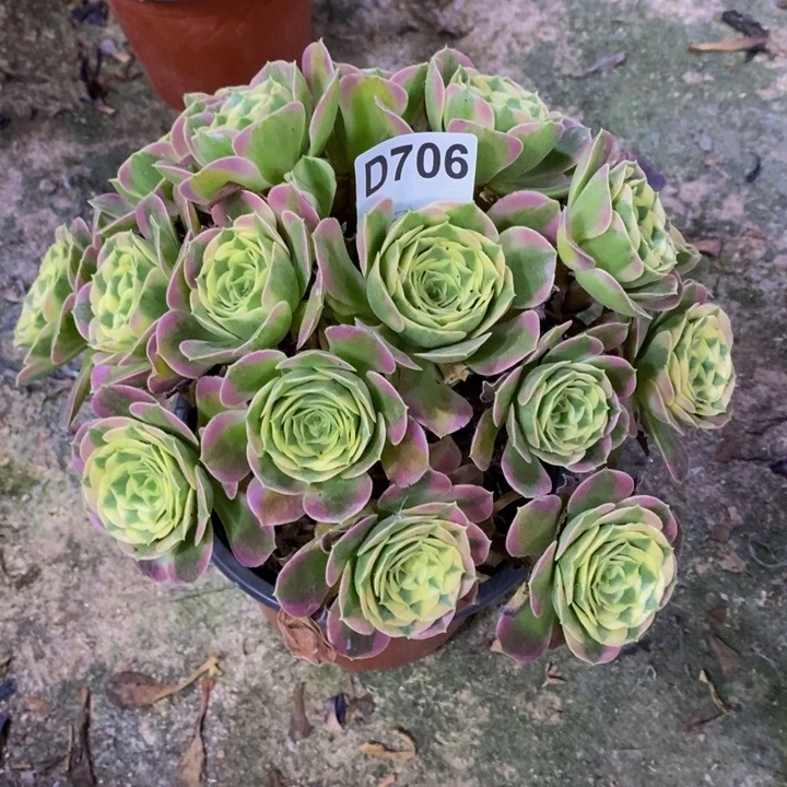 白凤多肉植物706