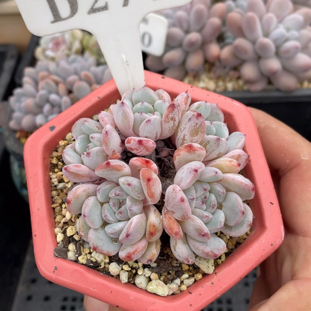 277雪爪不带盆7厘米