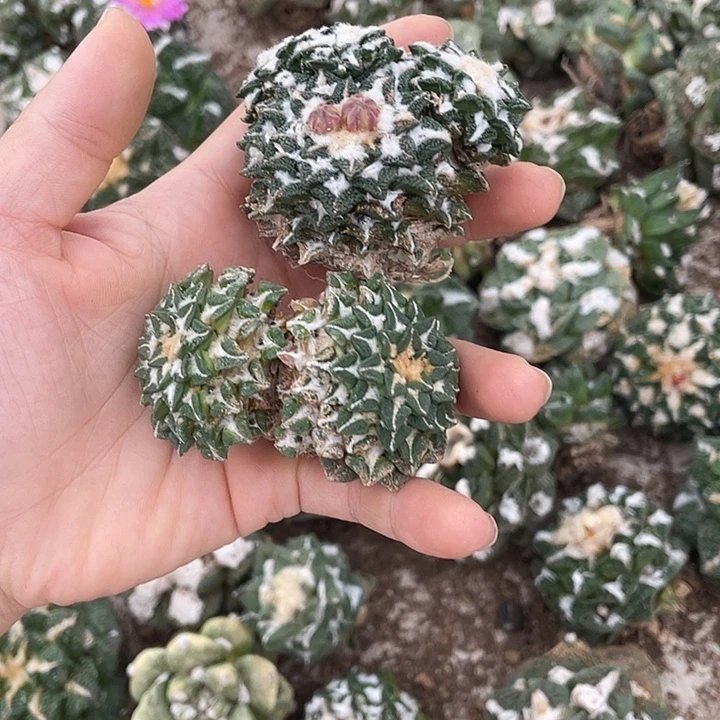 自根牡丹群2颗瑕疵特价不退换