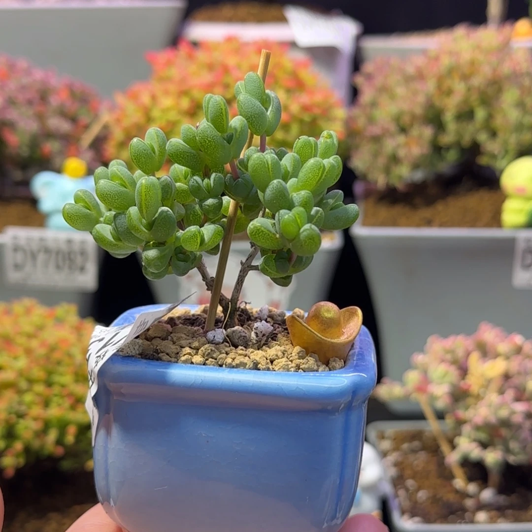 dy126元宝直杆双岔带盆