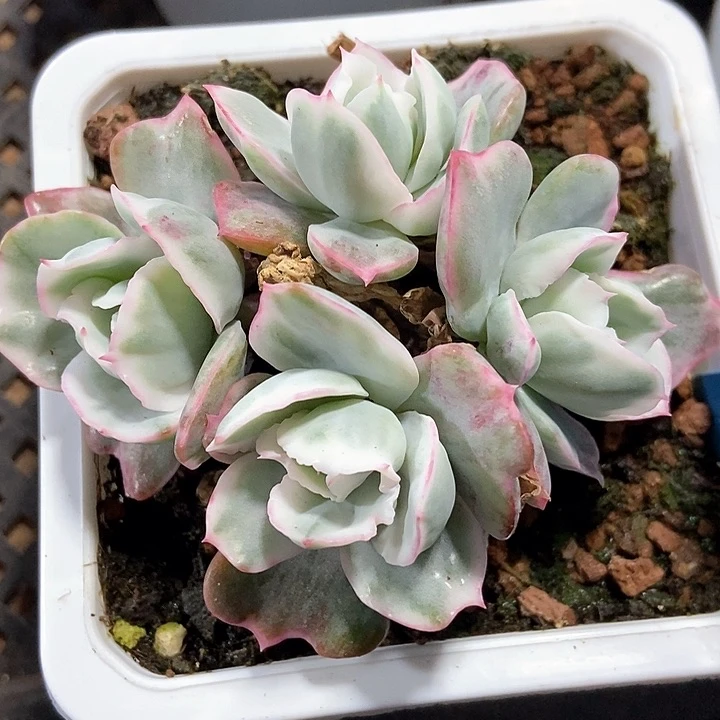 多肉植物伯克利进a 015