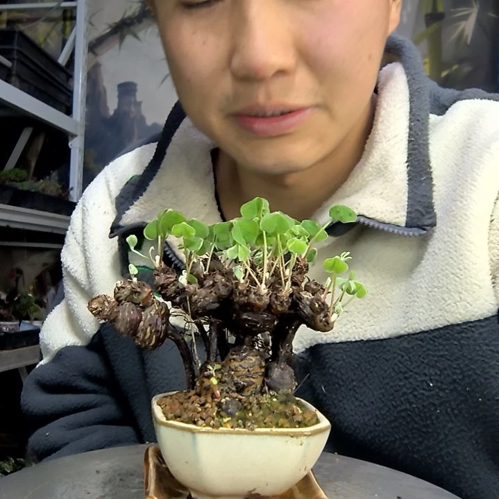 林***雨中青园艺一物一拍花139