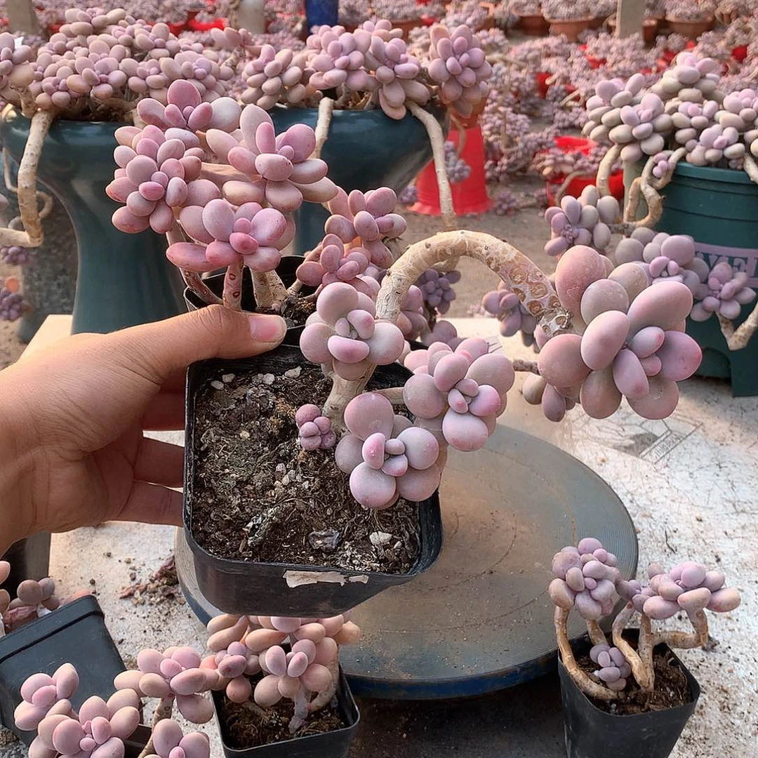 吾**宝50一物一拍桃蛋两颗