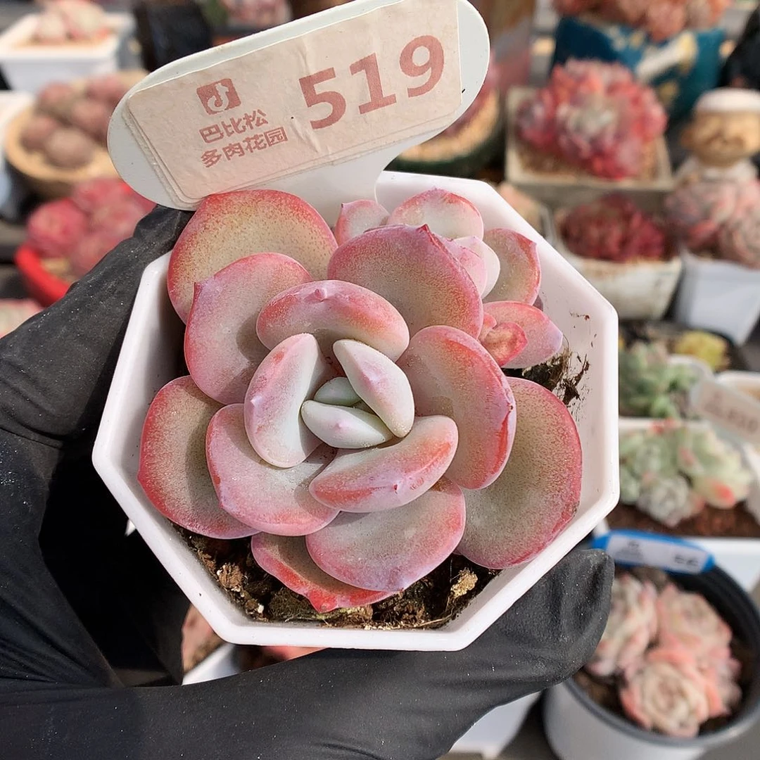 519 奶茶多肉多肉