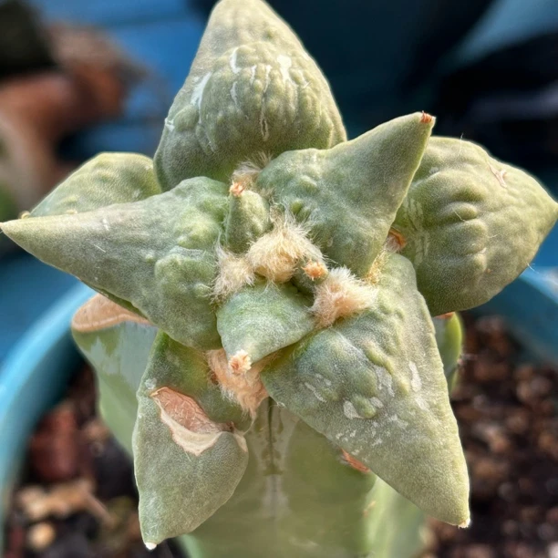 园艺仙人球/牡丹/怒涛/b310