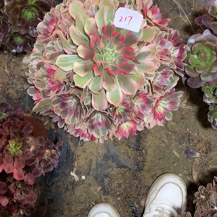 女***氓217多肉植物一物一拍