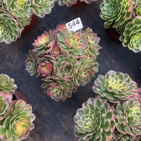 秋***言544海仙多肉植物，