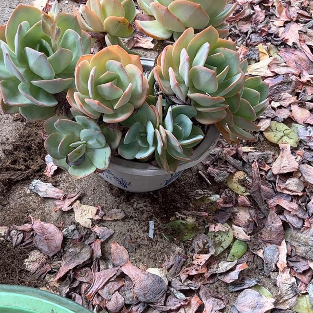 【闪购商品】无花朵琉*