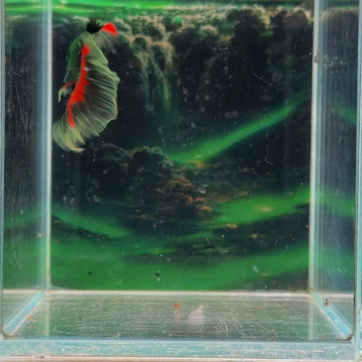 海水鱼ksksjjsjdjd