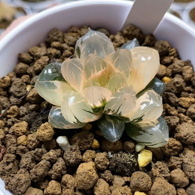 【闪购商品】66糊斑水晶玉露锦