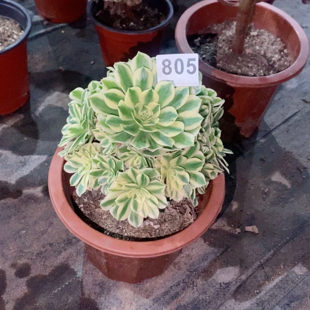 输****何迈巴赫805多肉1111