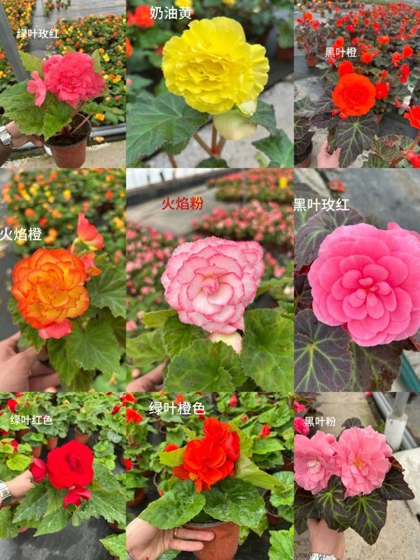 夫妻海棠单颗专用