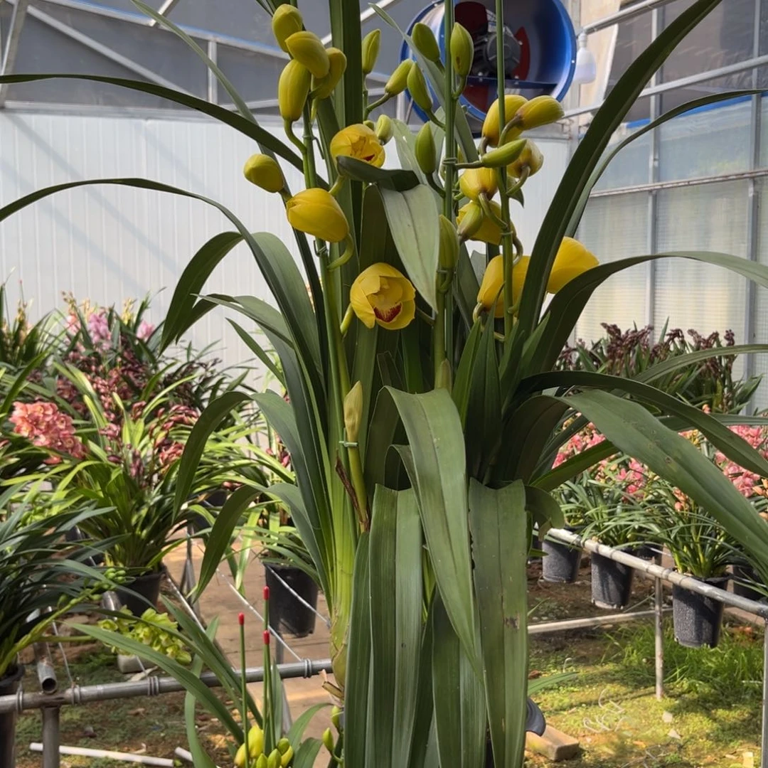 大部分花苞少量开放月影8118