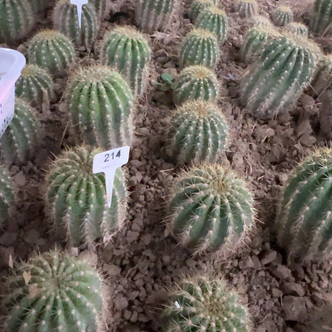 萍**逢毛花柱 703 a51 21