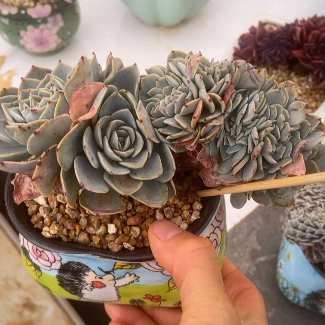 海棠花缀多肉多肉多肉