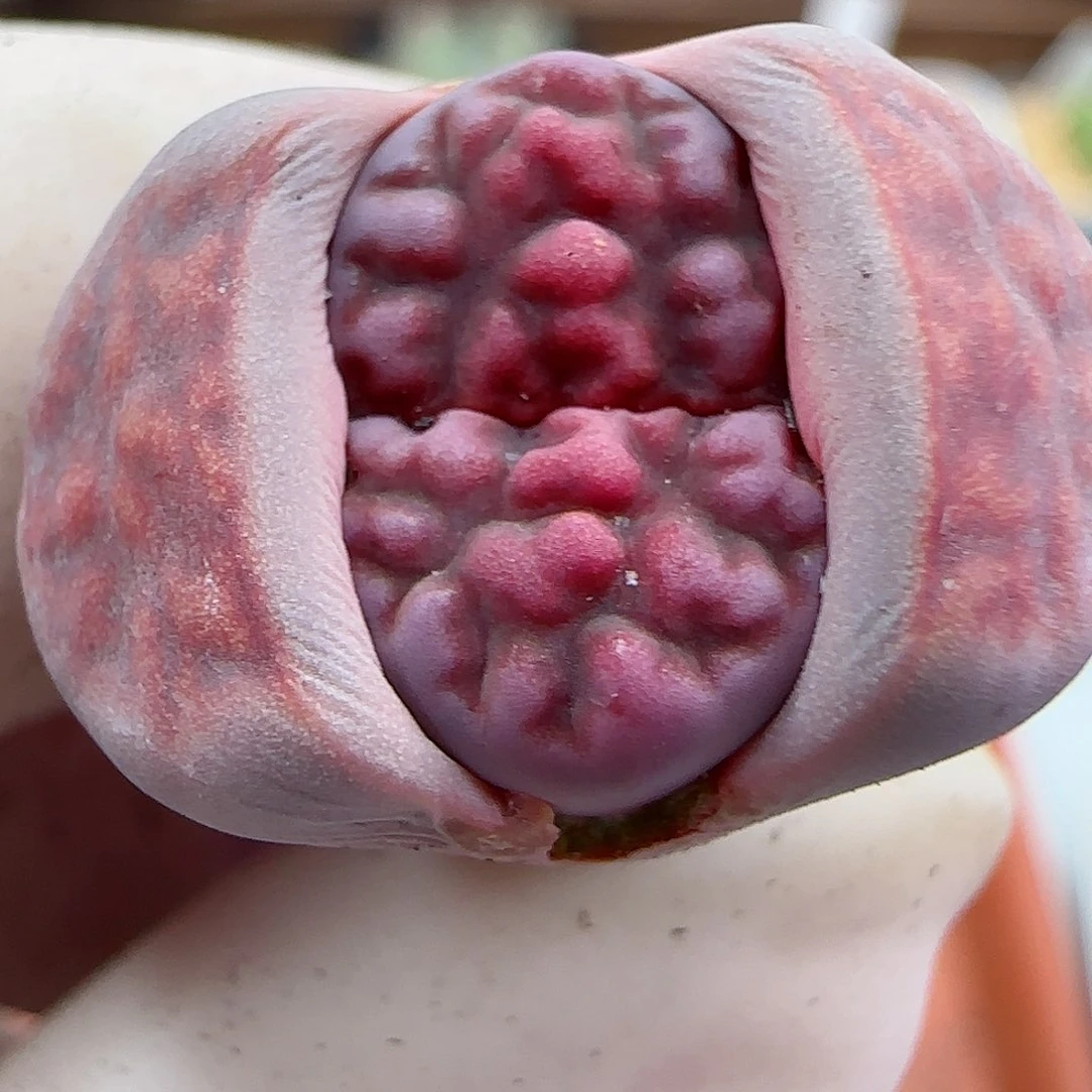 004阿克玫瑰福利