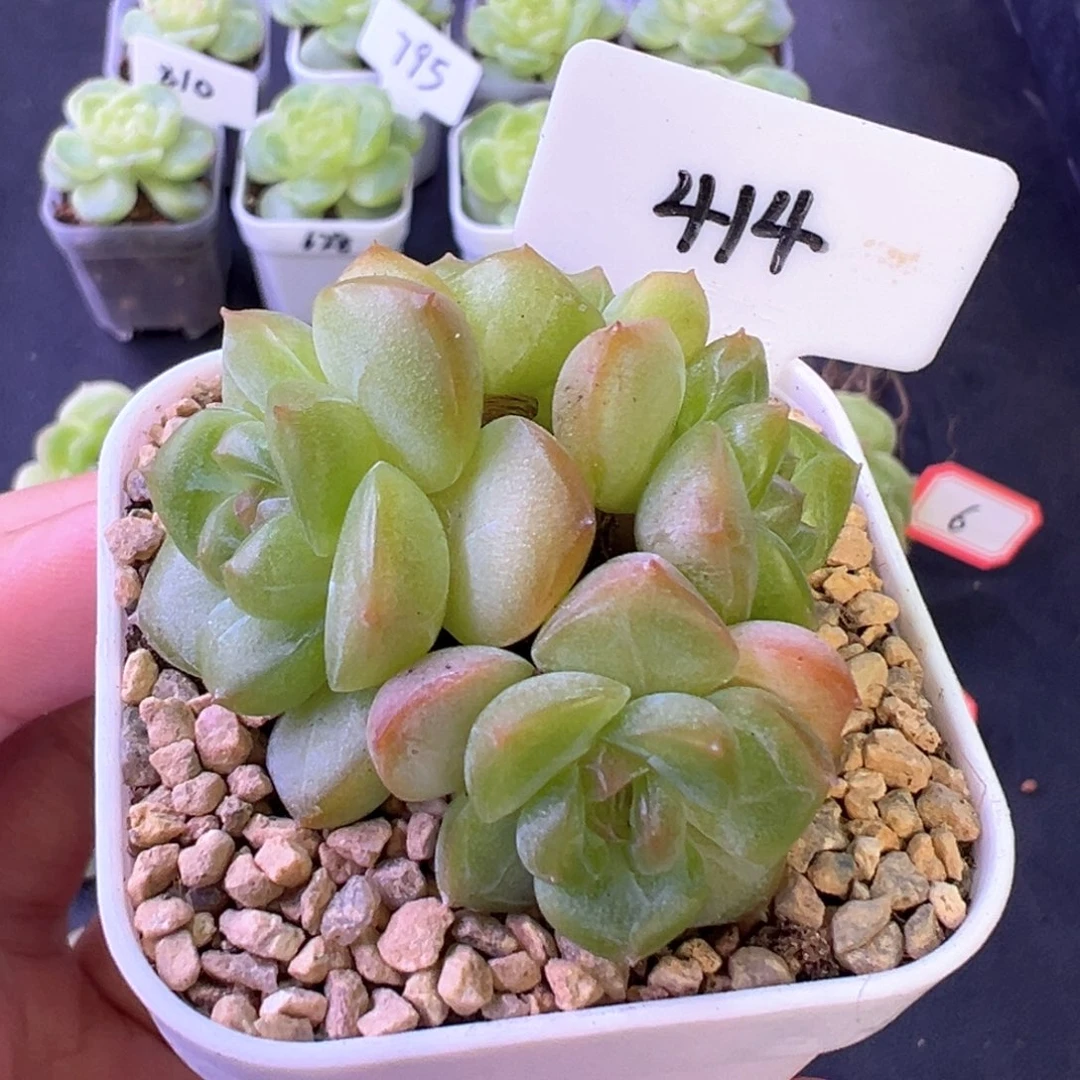 414号琴心 晗雨多肉