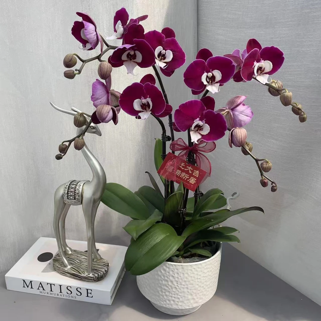《米歇尔》精品蝴蝶兰  玫红色系   室内花卉