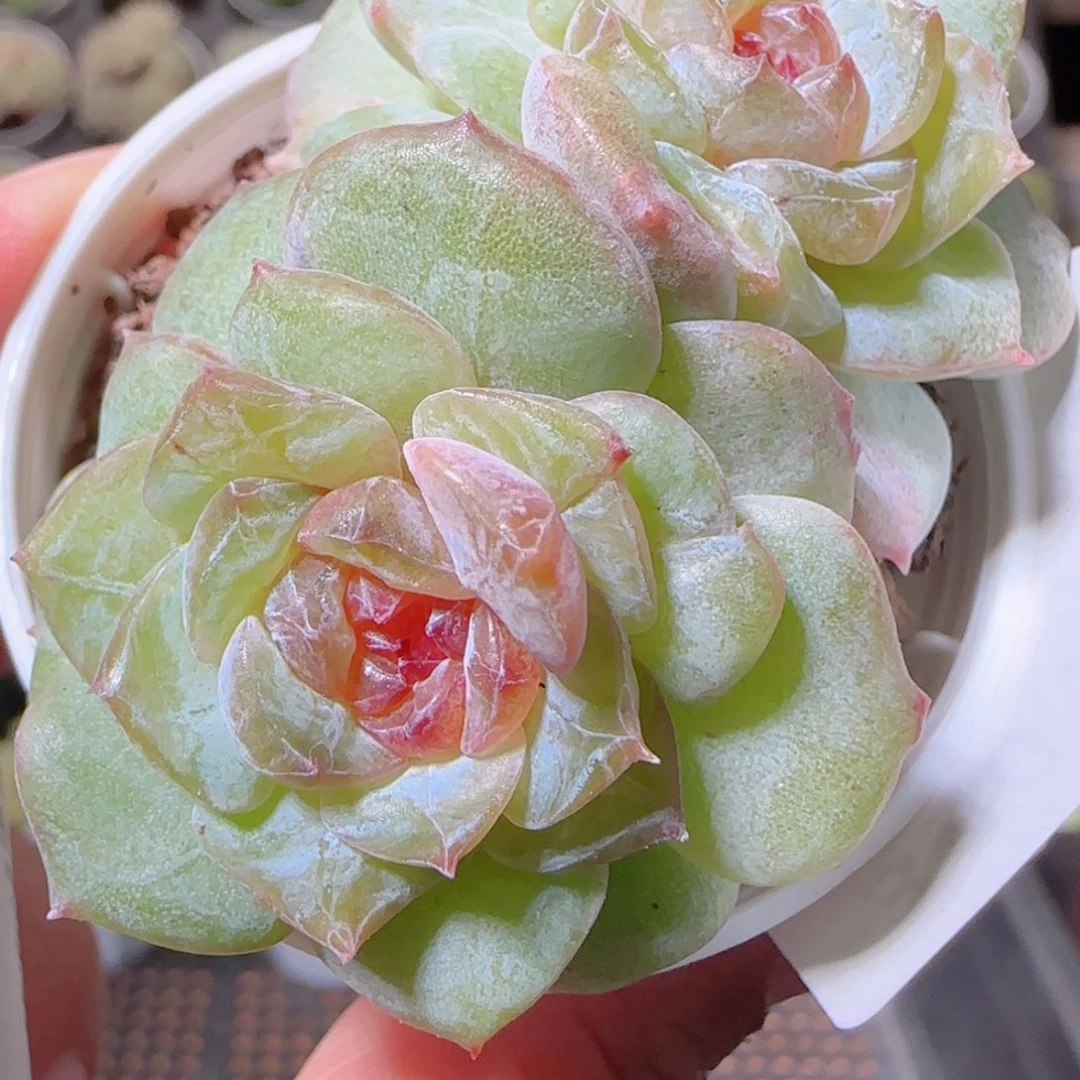 花语逸镜1026-390溏心